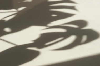 bakış bitki gölge ışık arka plan üzerinde kapatın