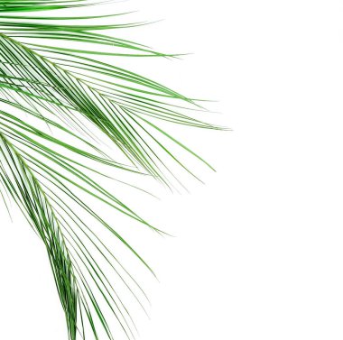 beyaz zemin üzerine yeşil yaprakları ile bitkiler