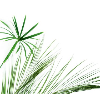 beyaz zemin üzerine yeşil yaprakları ile bitkiler