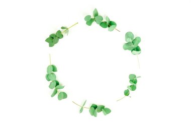 beyaz zemin üzerine yeşil okaliptüs dal