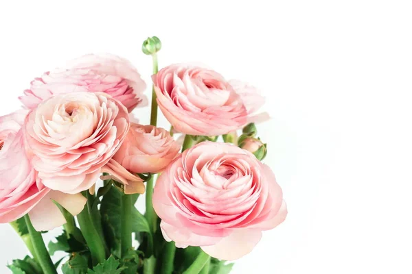 Närbild Bild Vackra Rosa Ranunculus Blommor Och Gröna Blad Vit — Stockfoto