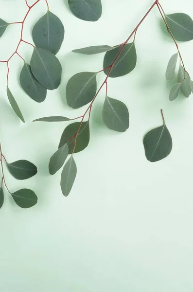 Green Eucalyptus Twigs Green Background — Stock Photo, Image