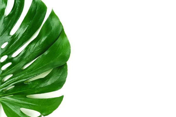 Rośliny Monstera Zielony Liść Białym Tle — Zdjęcie stockowe