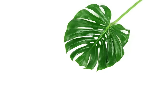 Hoja Monstera Verde Sobre Fondo Blanco — Foto de Stock