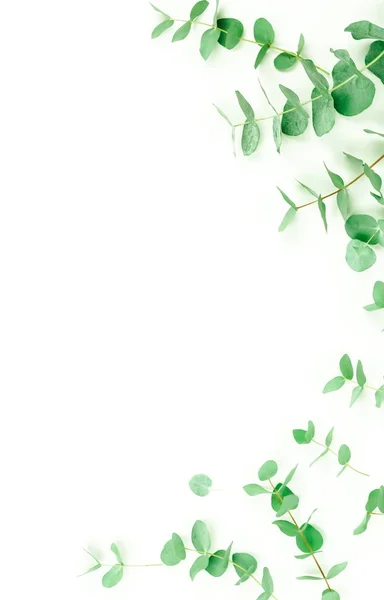 Green Eucalyptus Twigs White Background — Stock Photo, Image