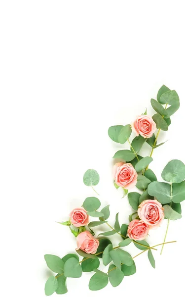 Green Eucalyptus Twigs Pink Roses White Background — Stock Photo, Image