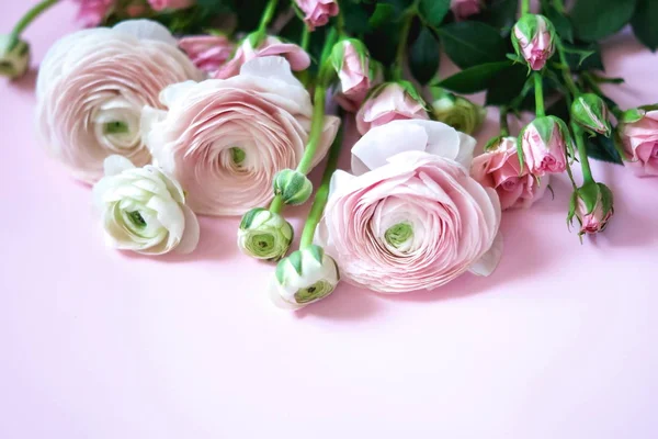 Närbild Bild Vackra Blommor Rosa Bakgrund — Stockfoto