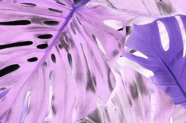 Nahaufnahme Der Kreativen Abstrakten Floralen Hintergrund — Stockfoto
