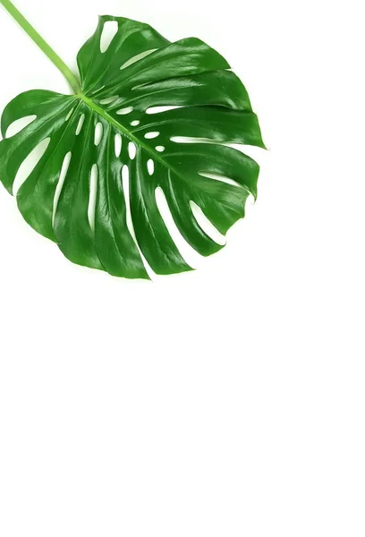 Plants Green Monstera Leaf White Background — Stock Photo, Image