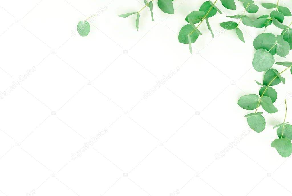 green eucalyptus twigs on white background