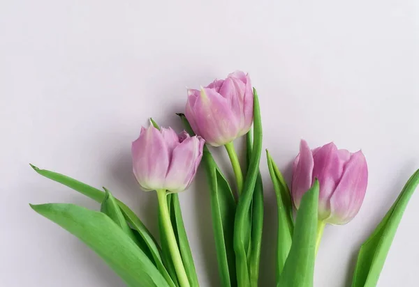 Vue Dessus Belles Tulipes Disposées Sur Fond Gris — Photo