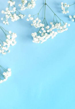 mavi arka plan üzerinde güzel beyaz çiçeklerin Üstten Görünüm