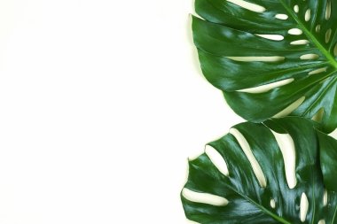 Beyaz zemin üzerine yeşil monstera yaprakları