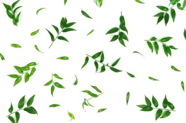 beyaz zemin üzerine yeşil yaprakları ile bitkiler