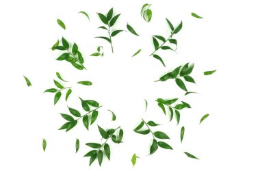 beyaz zemin üzerine yeşil yaprakları ile bitkiler