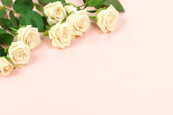 Hermosas Rosas Blancas Flores Sobre Fondo Rosa — Foto de Stock