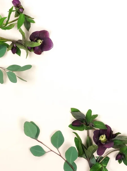 Gyönyörű Virágok Fehér Alapon Szervezett Felülnézet — Stock Fotó