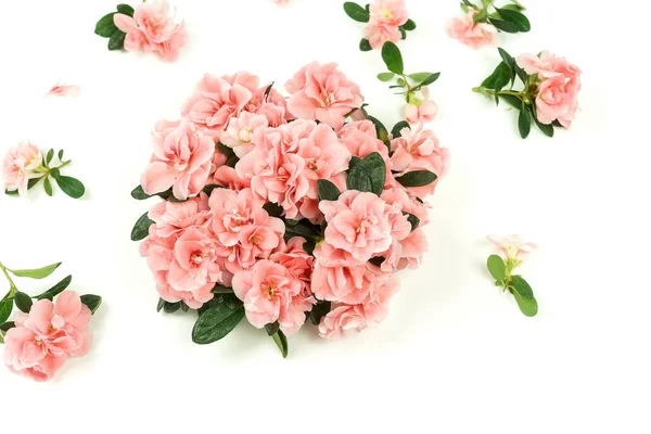 Top View Από Όμορφα Ροζ Λουλούδια Και Πράσινα Φύλλα Λευκό — Φωτογραφία Αρχείου