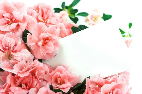 Bellissimi Fiori Rosa Foglie Verdi Carta Bianca Sfondo Bianco — Foto Stock
