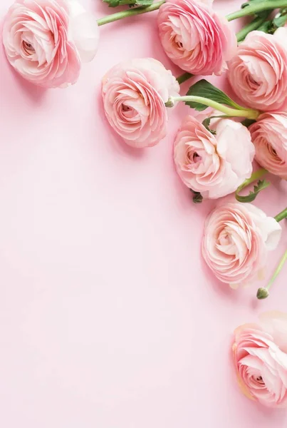 Hermosas Flores Ranúnculo Sobre Fondo Rosa — Foto de Stock