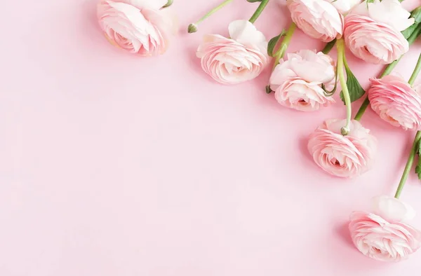 Belas Flores Ranúnculo Fundo Rosa — Fotografia de Stock