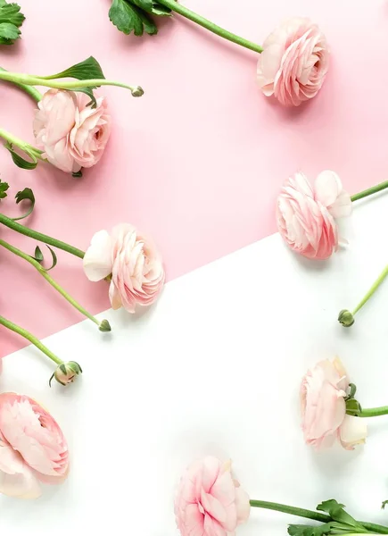 Beautiful Ranunculus Flowers Pink White Background — Stock Photo, Image