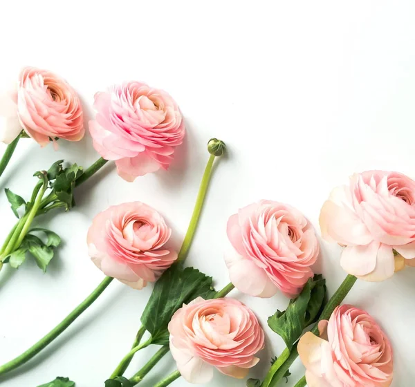 Hermosas Flores Ranúnculo Sobre Fondo Blanco — Foto de Stock