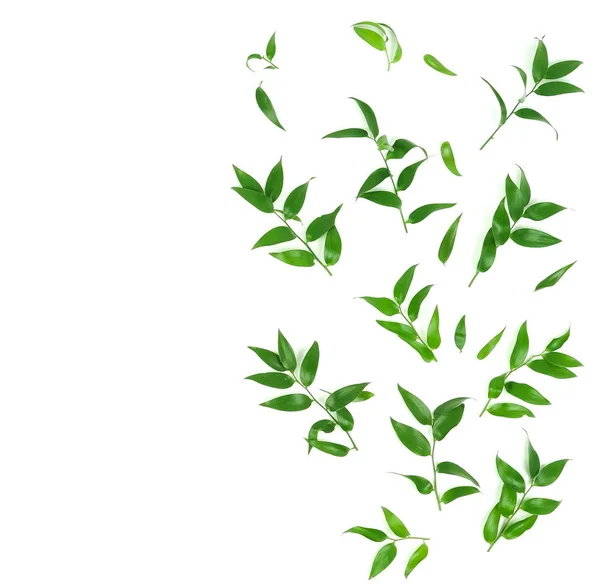 Plants Green Leaves White Background — Stock Photo, Image