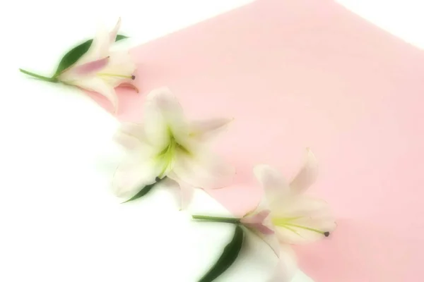 Belles Fleurs Lys Sur Fond Rose Blanc — Photo