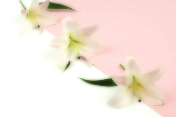 Belles Fleurs Lys Sur Fond Rose Blanc — Photo