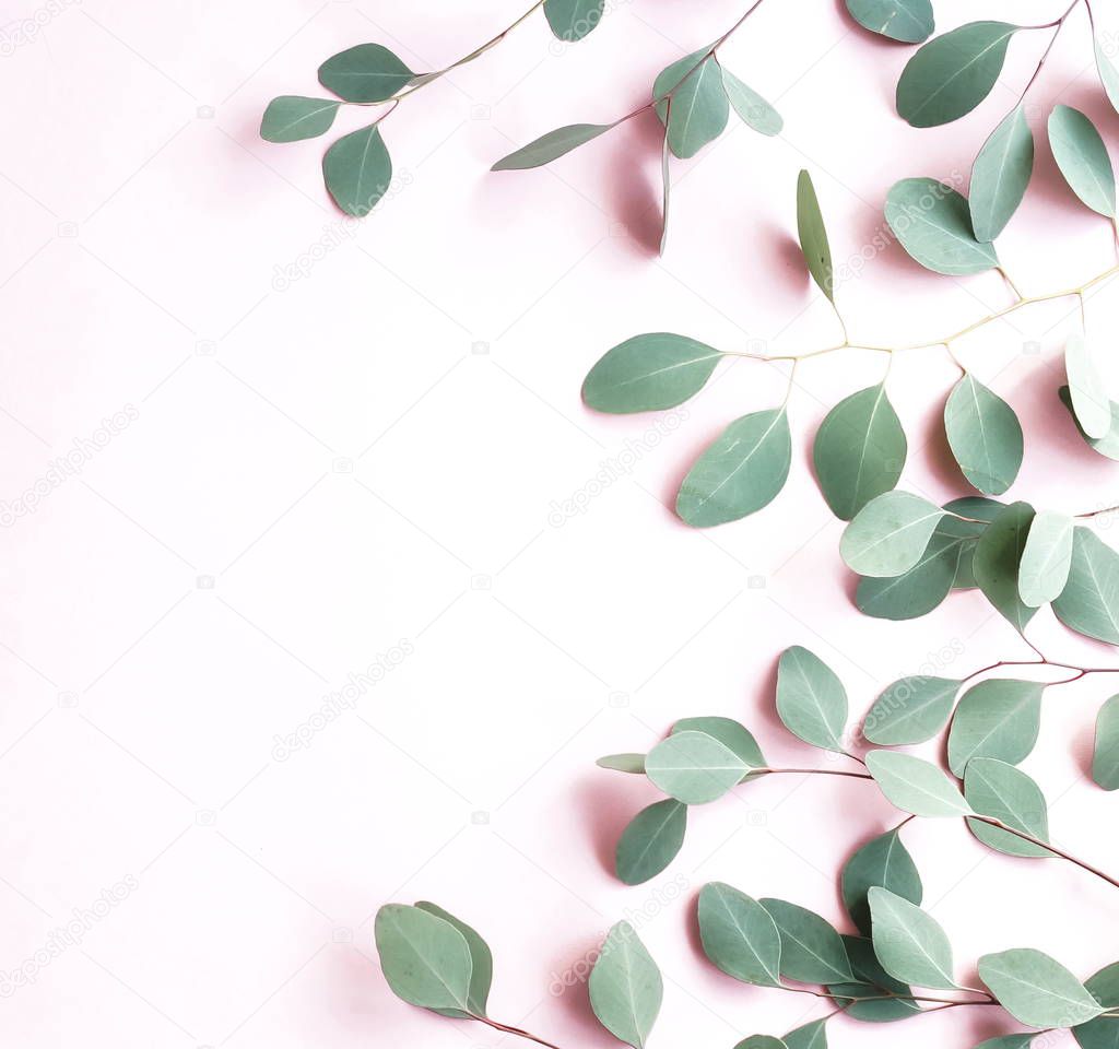 green eucalyptus twigs on pink background