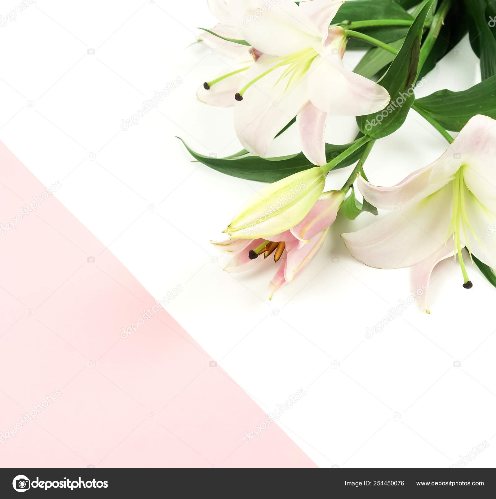 ピンクと白の背景に美しいユリの花 ストック写真 C Si 27star