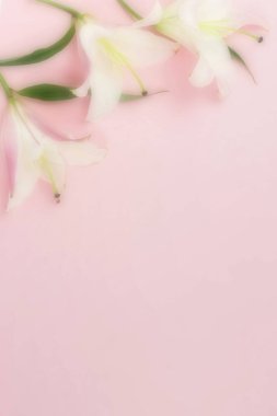 pembe bir arka plan üzerinde güzel zambak çiçekler