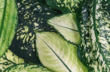 bitkilerin yeşil yaprakları ile tam kare zemin olarak