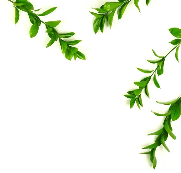 Plants Green Leaves White Background — Stock Photo, Image