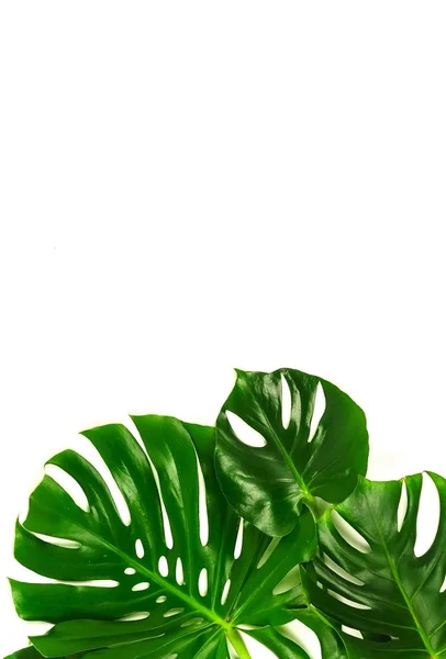 Μονστέρα Πράσινα Φύλλα Λευκό Φόντο — Φωτογραφία Αρχείου