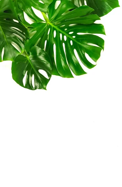 Зеленые Листья Монстра Белом Фоне — стоковое фото