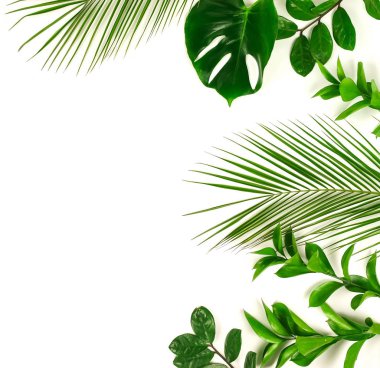 beyaz arka plan üzerinde düzenlenmiş yeşil yaprakları ile bitkiler