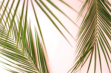 açık arka plan üzerinde düzenlenmiş yeşil palmiye yaprakları