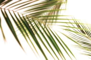 açık arka plan üzerinde düzenlenmiş yeşil palmiye yaprakları