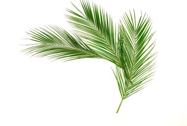 açık arka plan üzerinde düzenlenmiş yeşil palmiye yaprakları