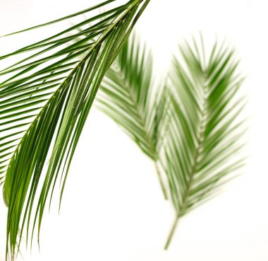 açık arka plan üzerinde düzenlenmiş yeşil palmiye yaprakları