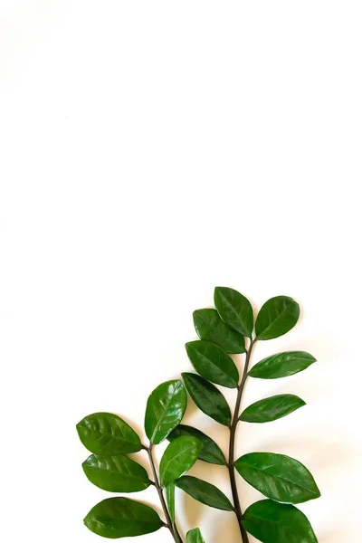 Plantas Con Hojas Verdes Dispuestas Sobre Fondo Blanco —  Fotos de Stock