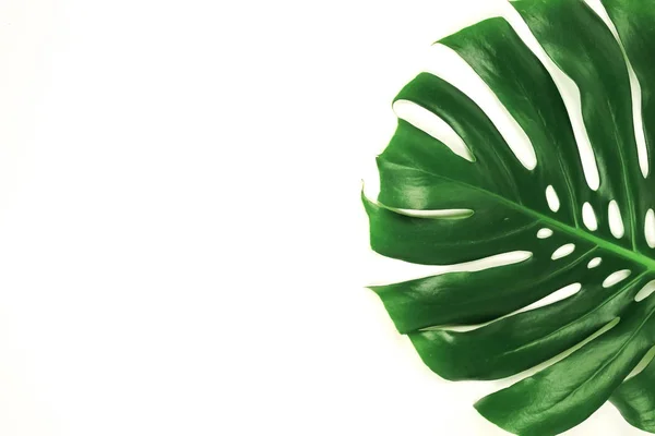 Green Monstera Leaf White Background — Stock Photo, Image