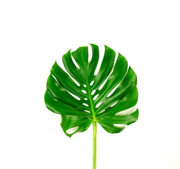 Hoja Monstera Verde Sobre Fondo Blanco — Foto de Stock