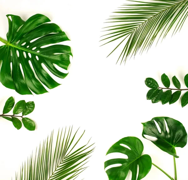 Växter Med Gröna Blad Arrangerade Vit Bakgrund — Stockfoto