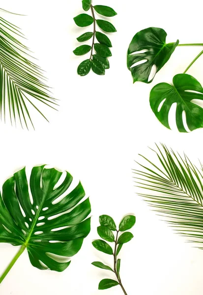 Rośliny Zielonymi Liśćmi Ułożone Białym Tle — Zdjęcie stockowe