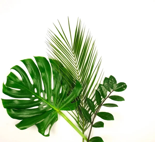 Beyaz Arka Plan Üzerinde Düzenlenmiş Yeşil Yaprakları Ile Bitkiler — Stok fotoğraf