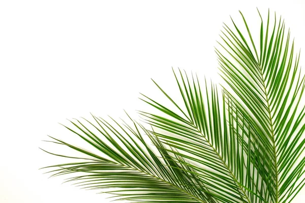 Green Palm Leaves Arranged Light Background — Stock Photo, Image