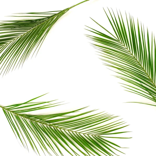 Grüne Palmblätter Auf Hellem Hintergrund Angeordnet — Stockfoto